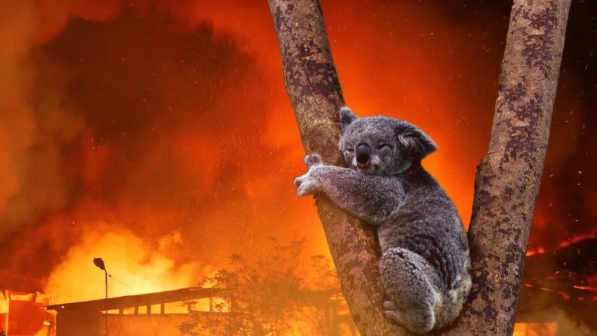koala-fire