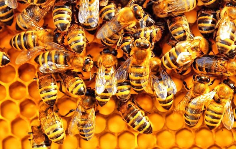 0219-Brophy-bees-4-Bees-2